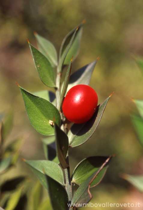 Ruscus aculeatus (pungitopo)