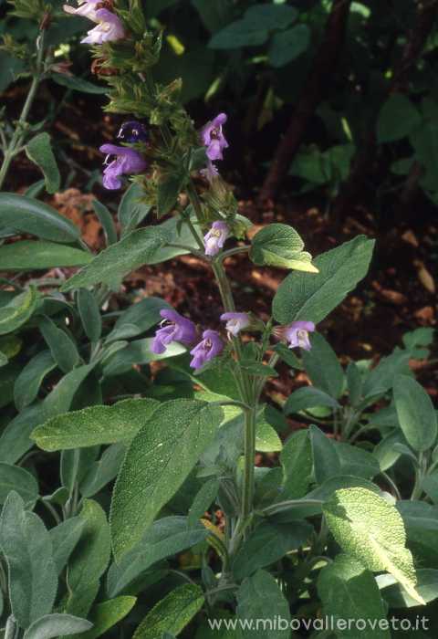 Salvia officinalis
