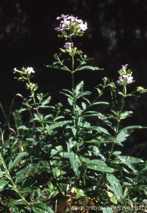 Saponaria officinalis