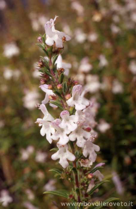 Satureya montana