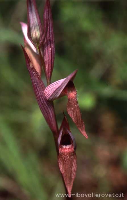 Serapias vomeracea