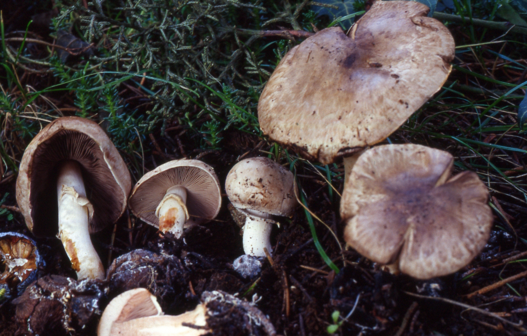 Agaricus cupressicola Bon & Grilli