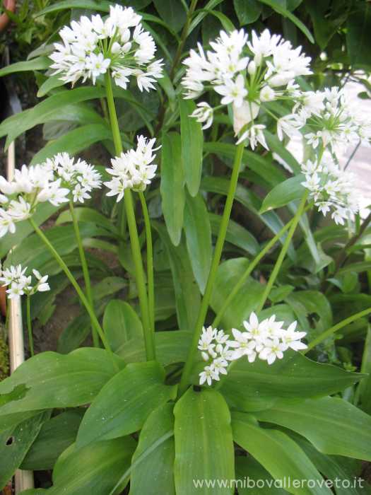 Allium ursinum