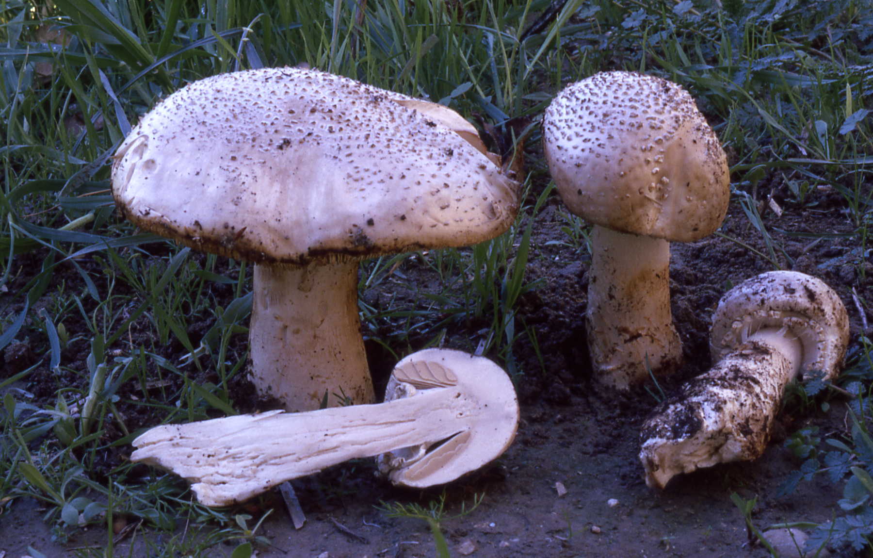 Amanita bicollariata