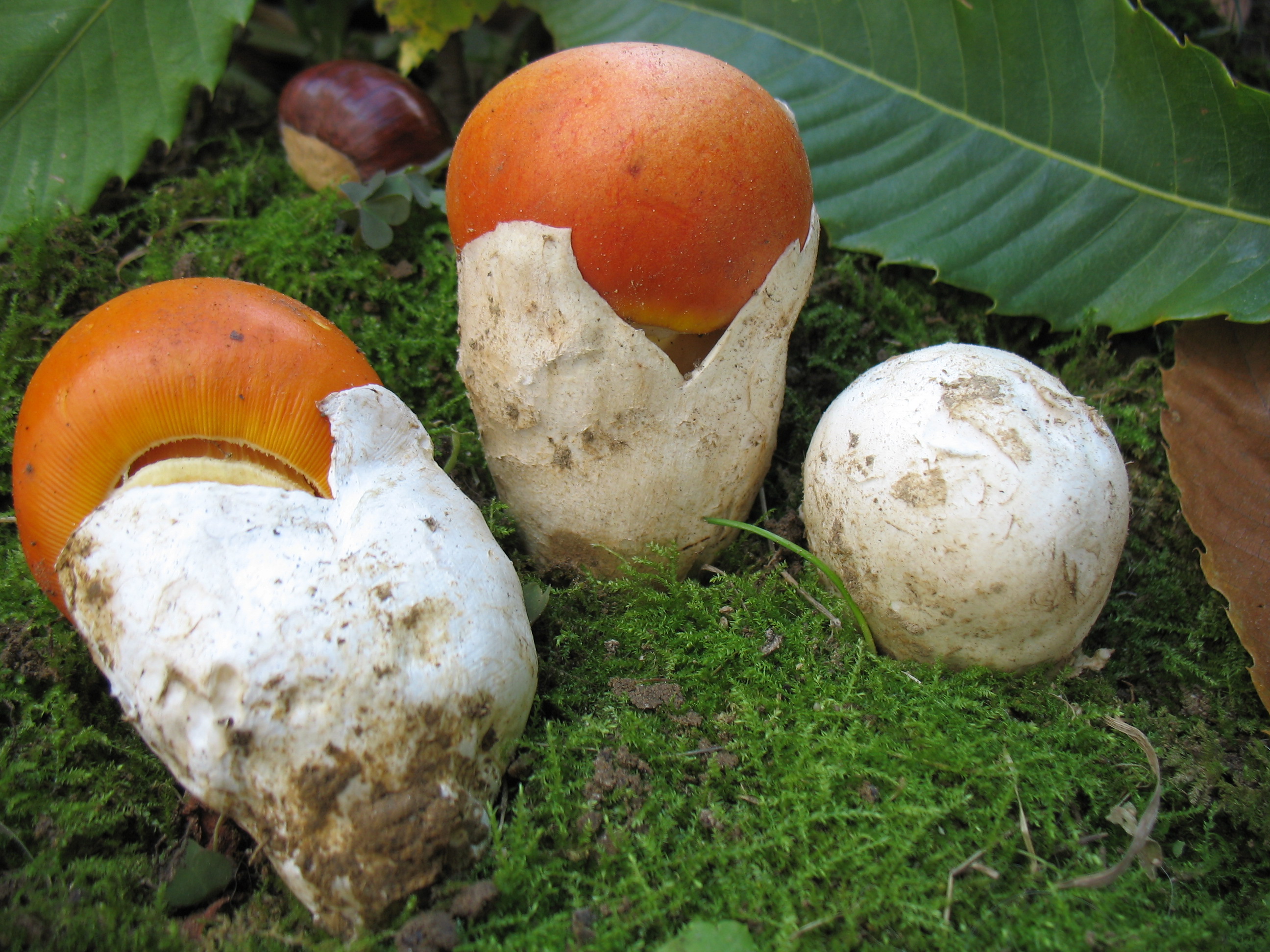 Amanita caesarea (Scop. : Fr.) Pers.