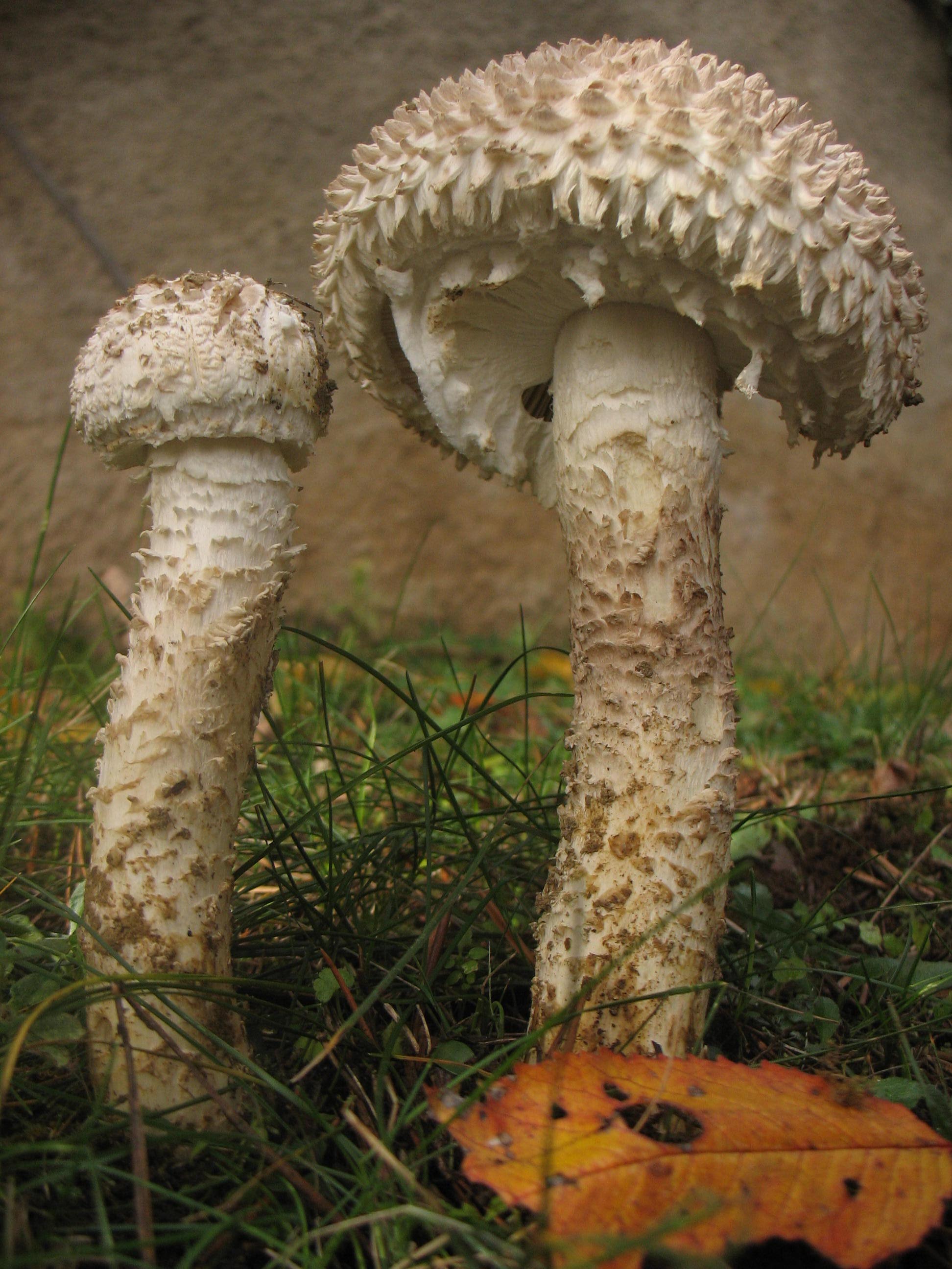 Amanita vittadini (Moretti) Vittad.
