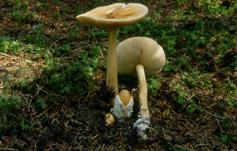 Amanita crocea (Quél.) Singer
