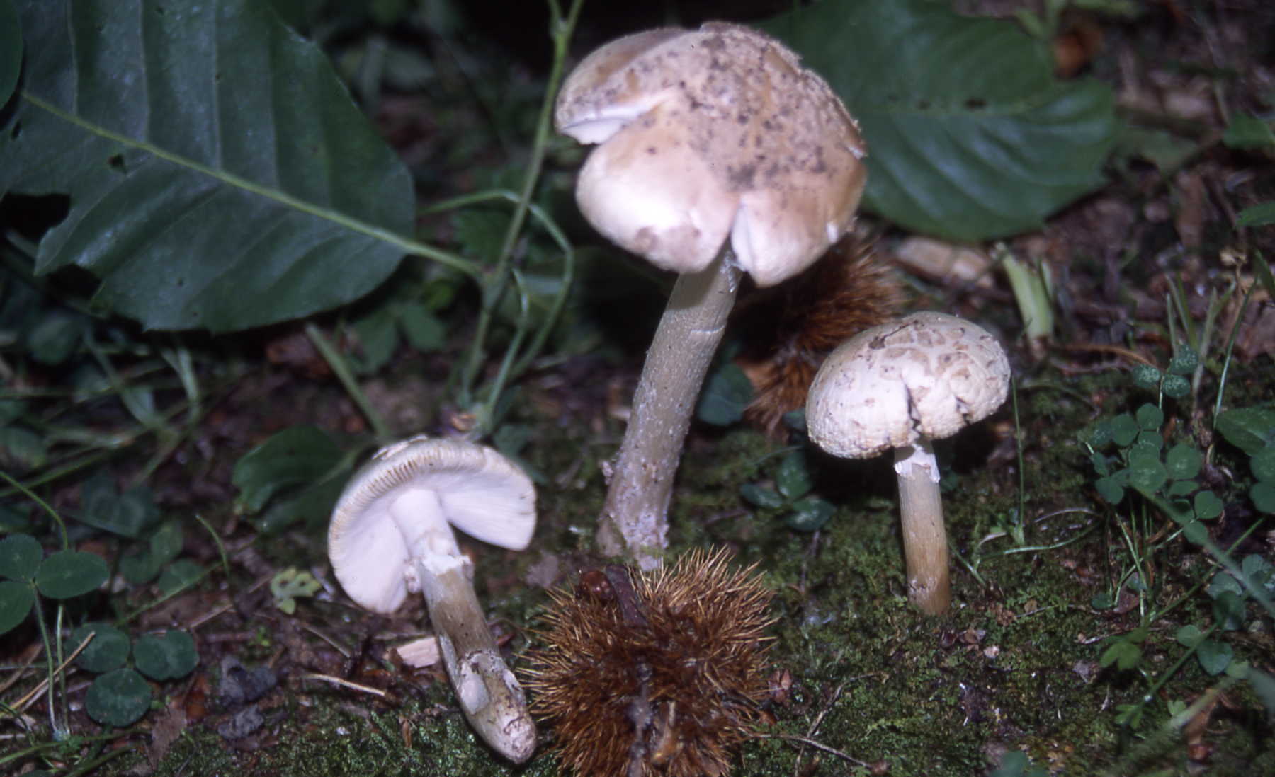 Amanita eliae