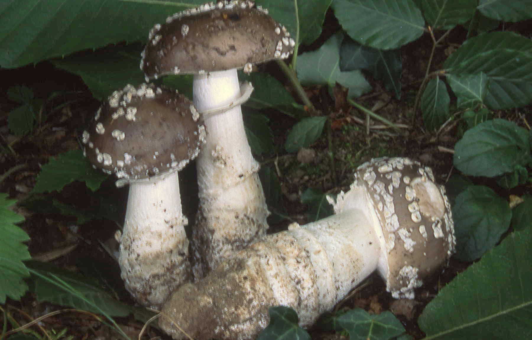 Amanita excelsa (Fr.) Bertill.
