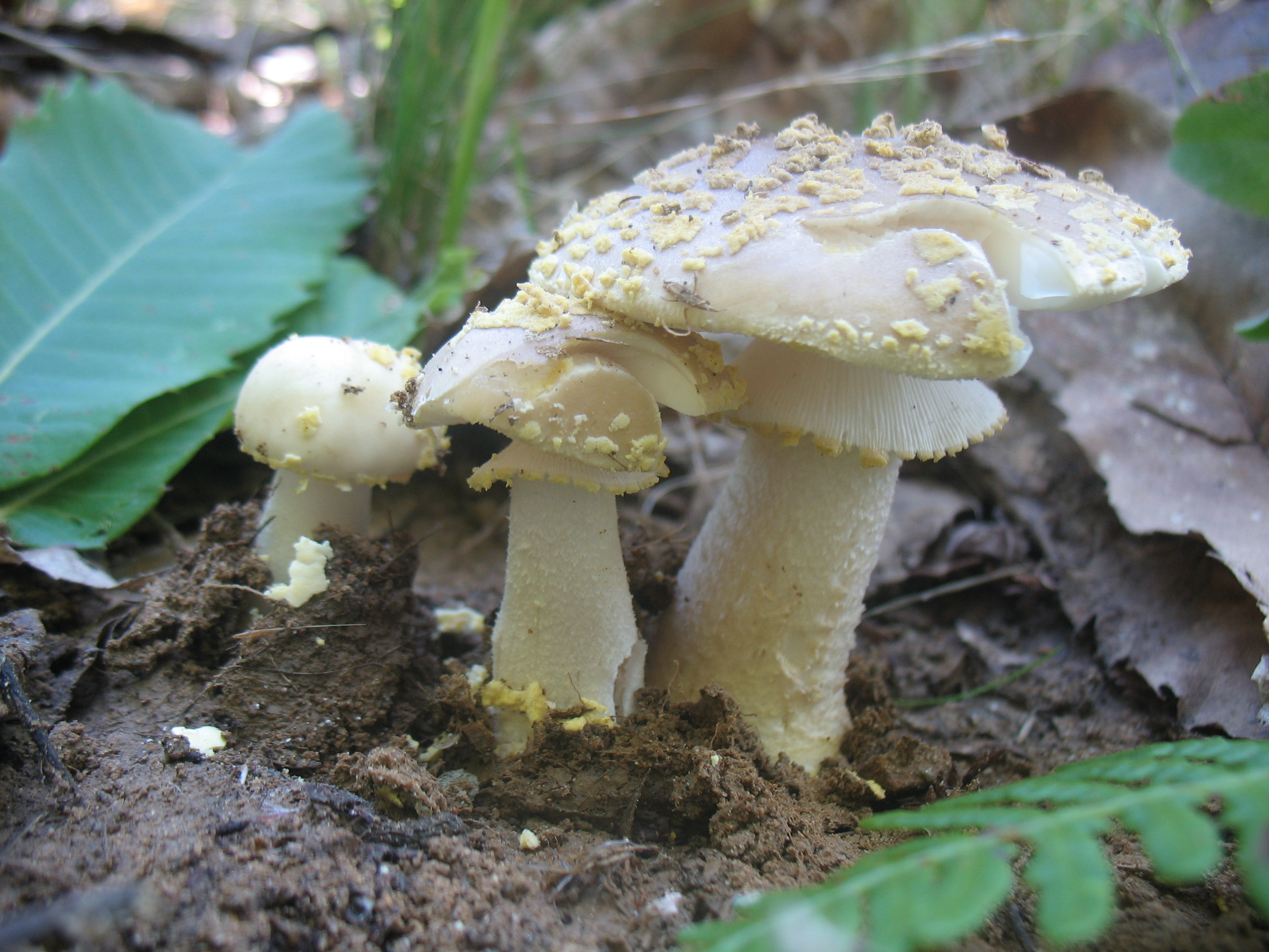 Amanita franchetii (Boud.) Fayod = A.aspera v.franchetii Boud.; A.queletii Bon e Dennis