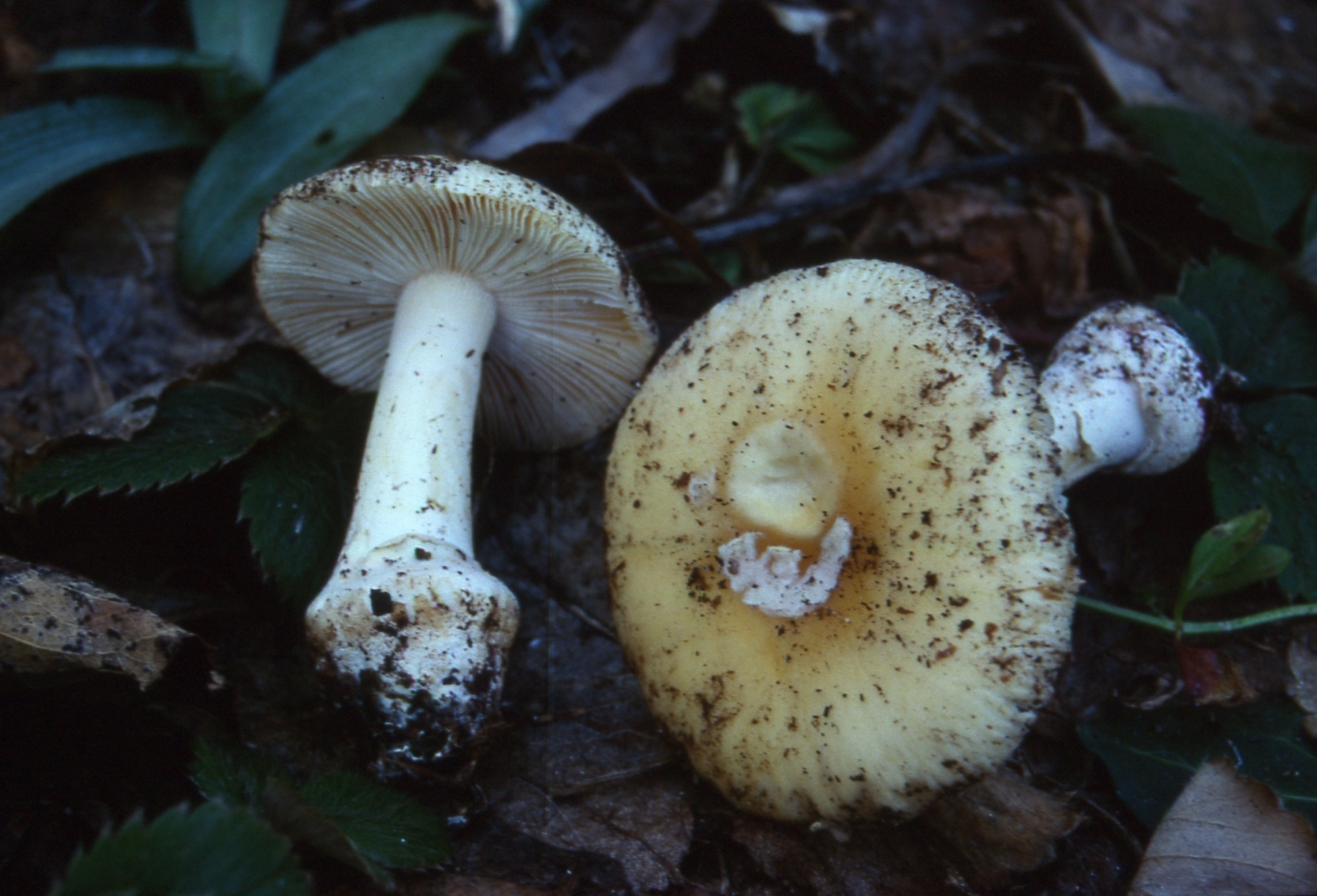 Amanita junquillea