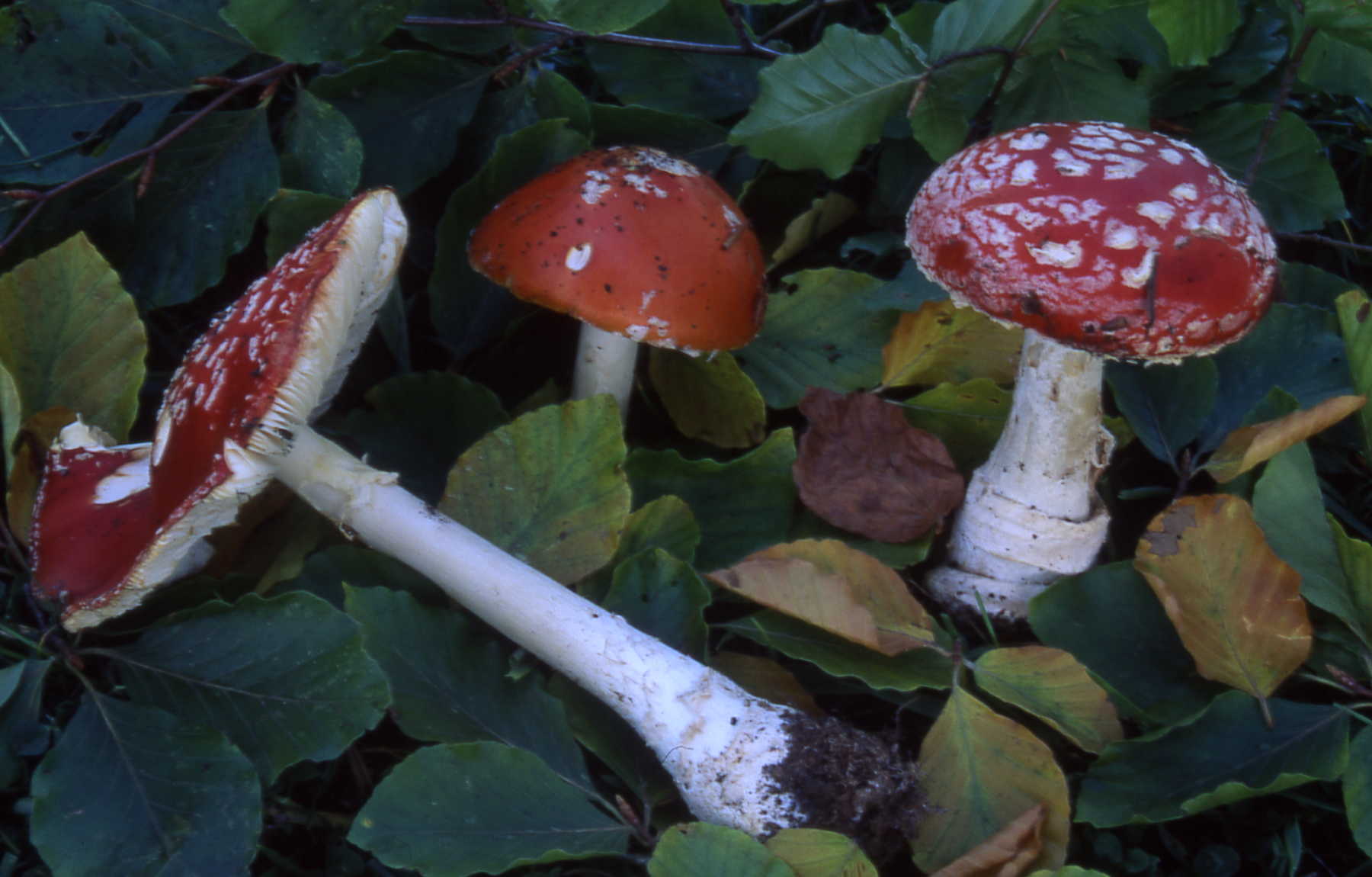 Amanita muscaria (L.) Lam.