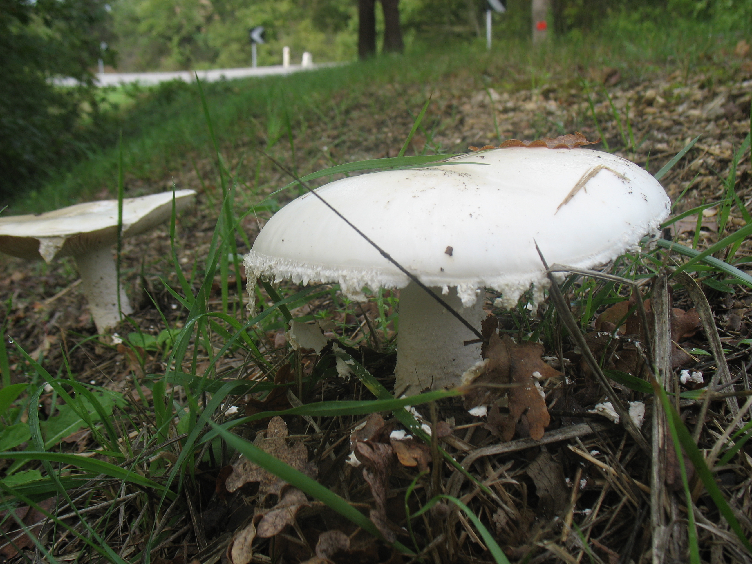 Amanita ovoidea