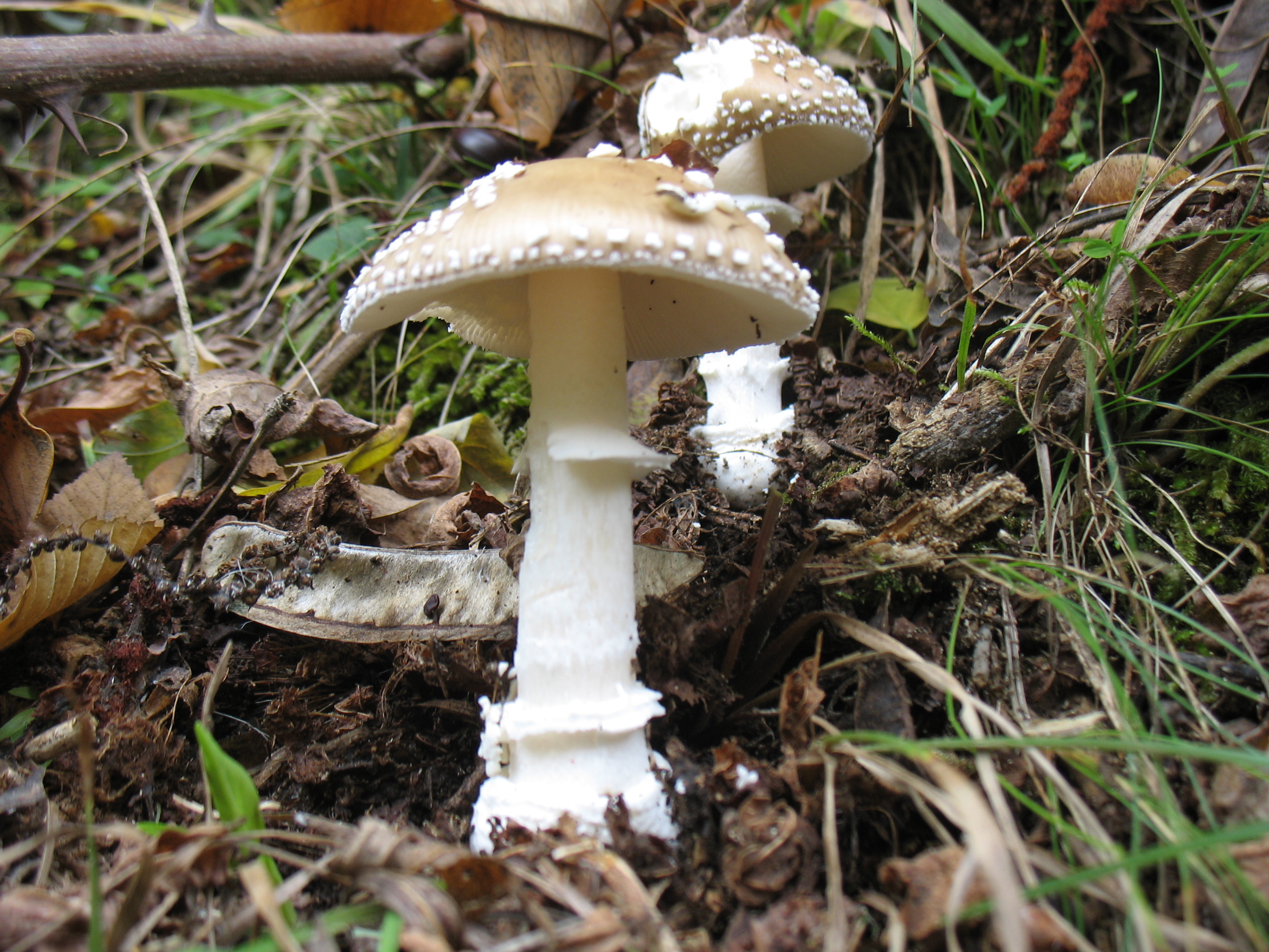 Amanita pantherina (D.C.) Krombh.