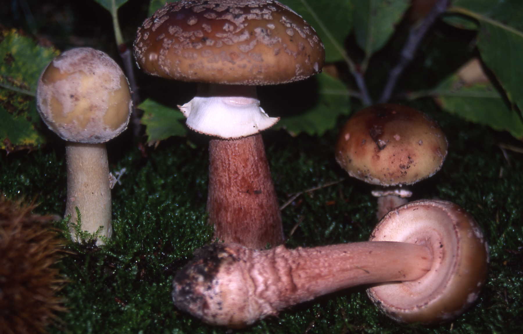 Amanita rubescens Pers.