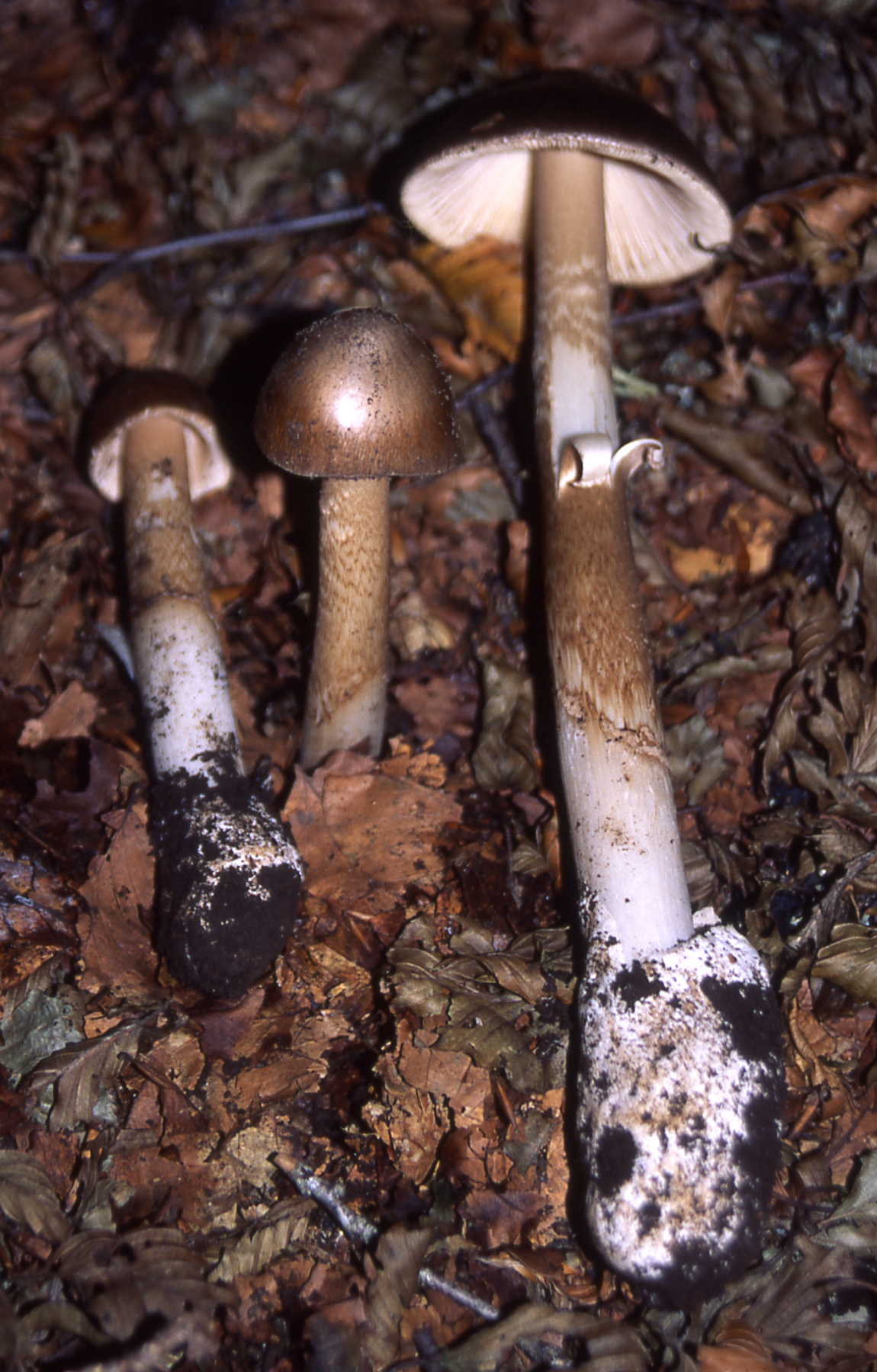 Amanita spadicea Pers.
