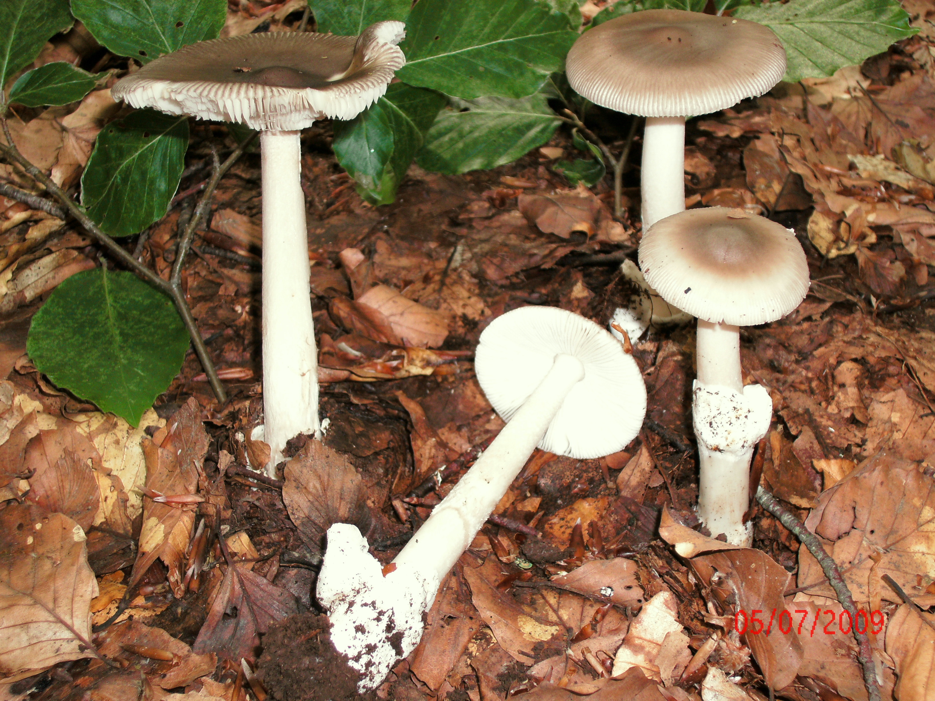 Amanita vaginata (Bull. ex Fr.) Vitt.