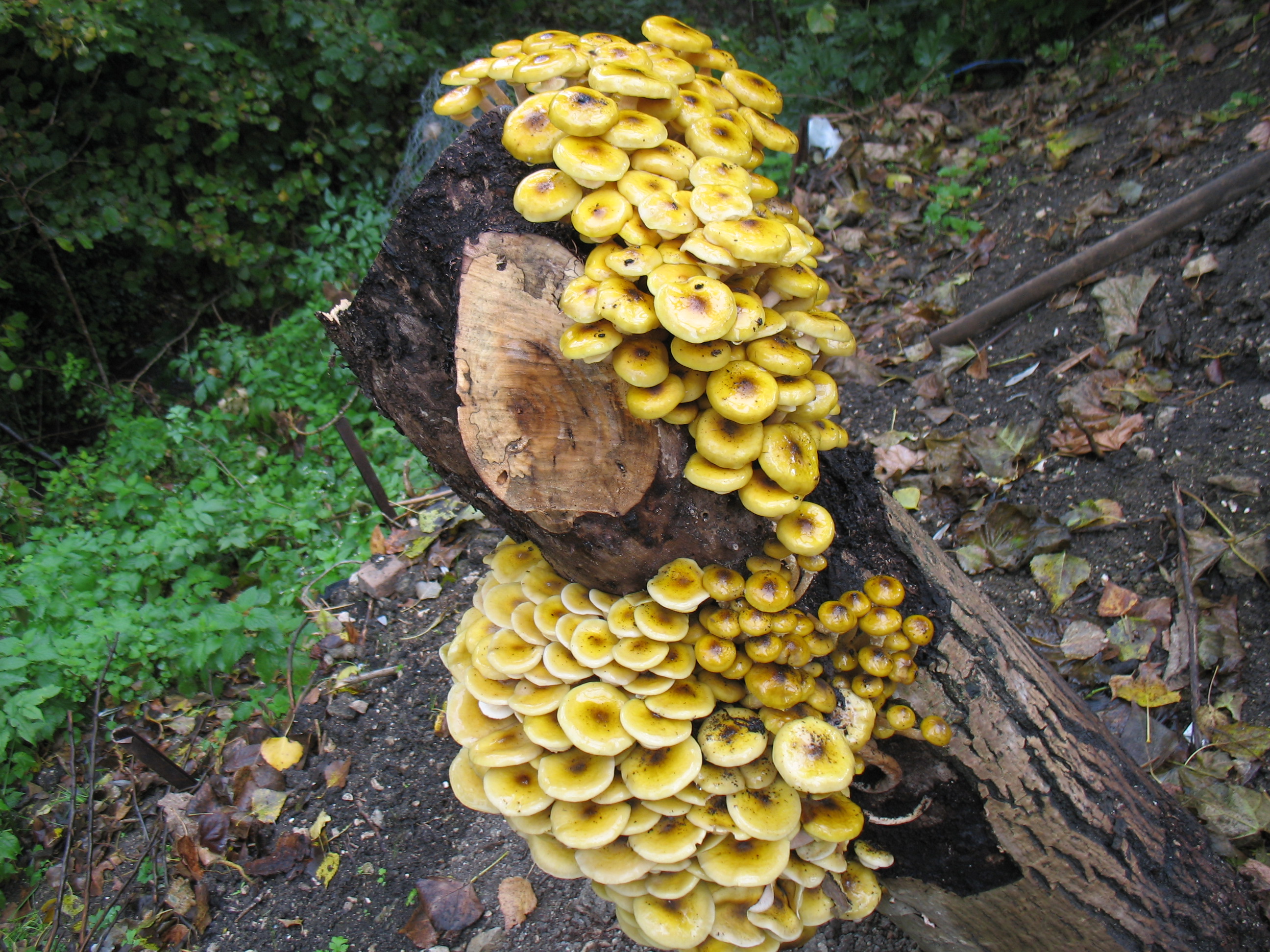 Armillaria mellea (Vahal.) P.kumm. =Armillariella mellea (Fr.ex Vahal) Karst. – Clitocybe mellea (Fr. ex Vahal) Richen
