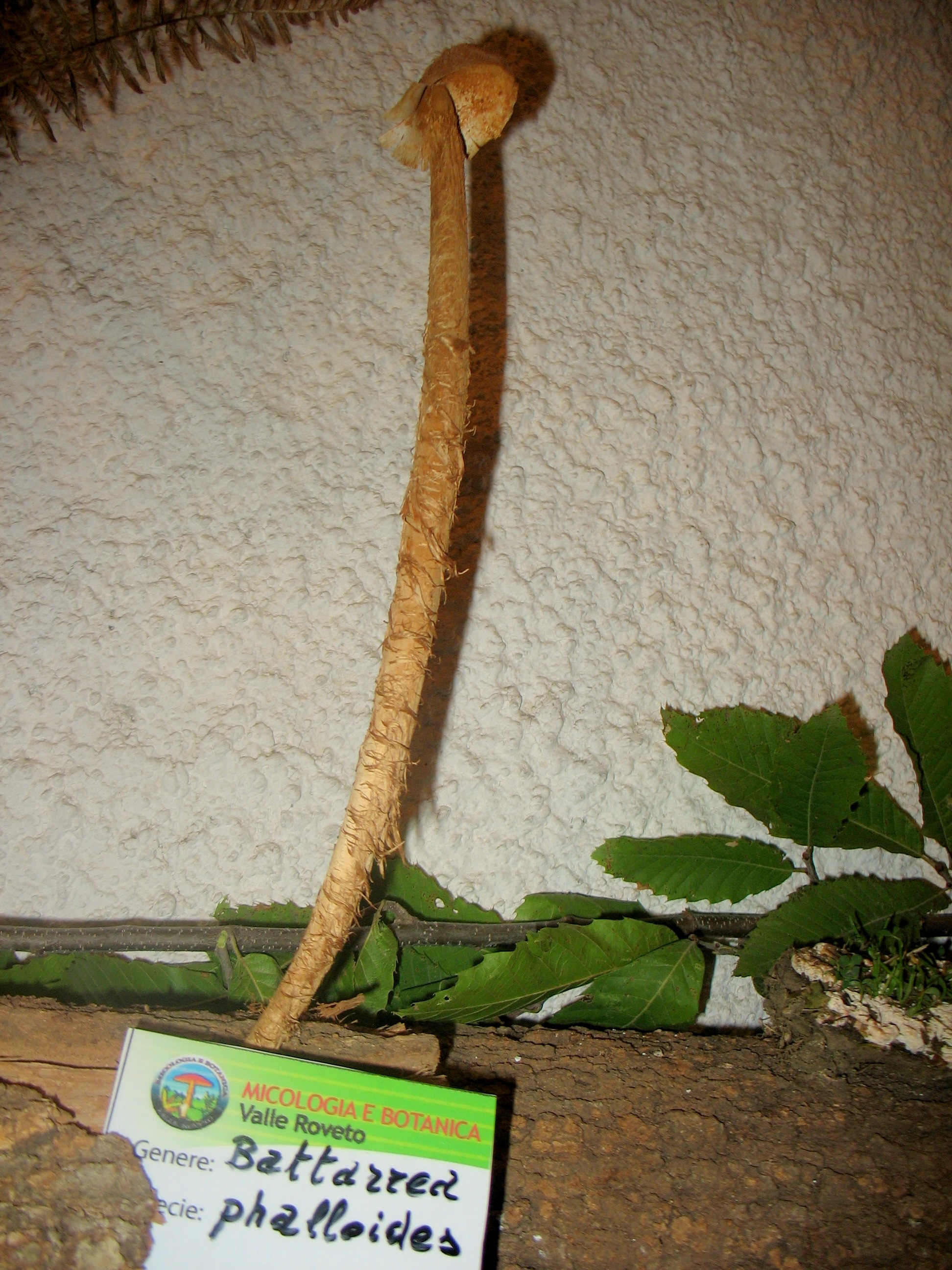 Battarrea phalloides