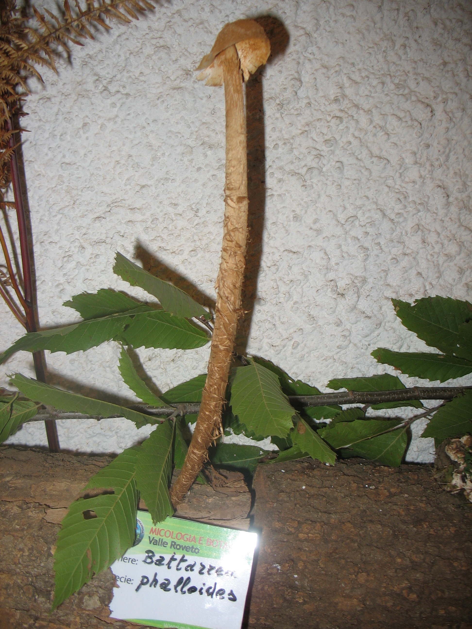 Battarrea phalloides (Dicks.) Pers.