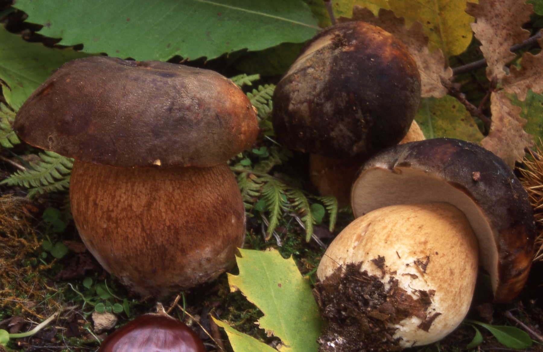 Boletus aereus Bull.
