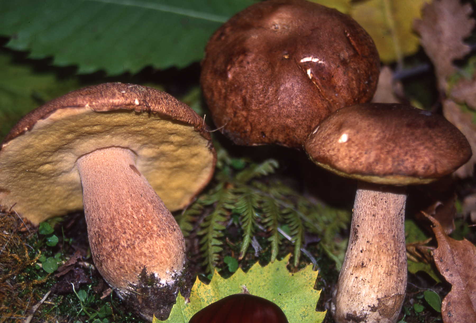 Boletus aestivalis (Paulet) Fr.= B.reticulatus Schaeff.