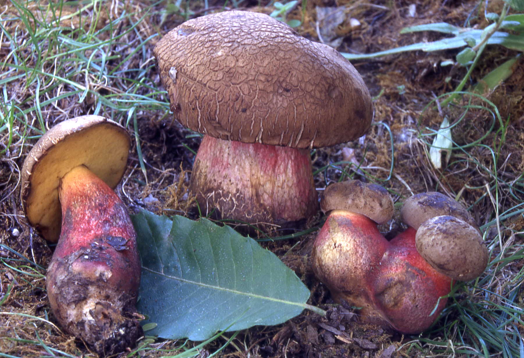 Boletus calopus Fr. = B.pachypus Fr.