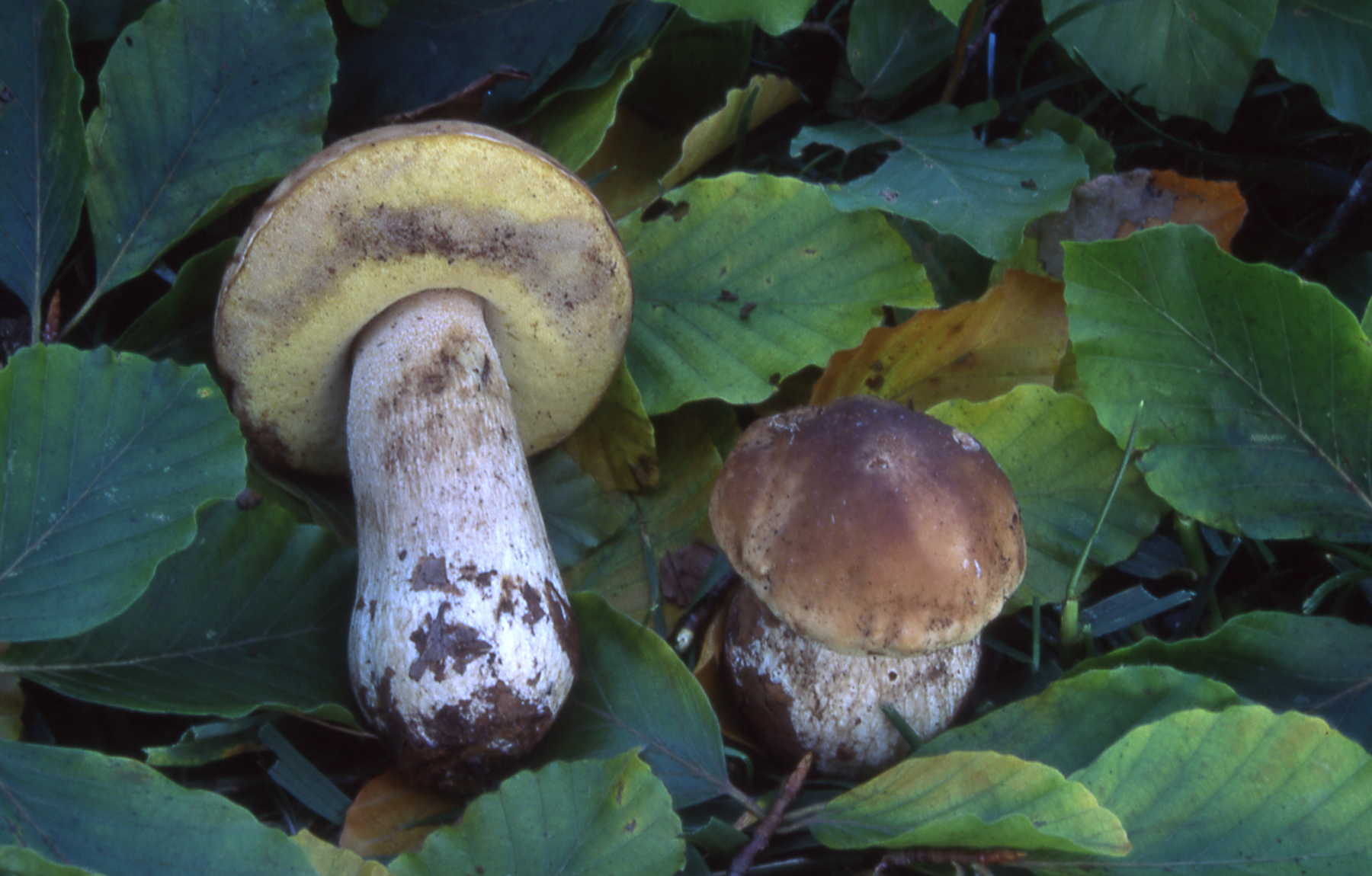 Boletus edulis Bull. ex Fr.