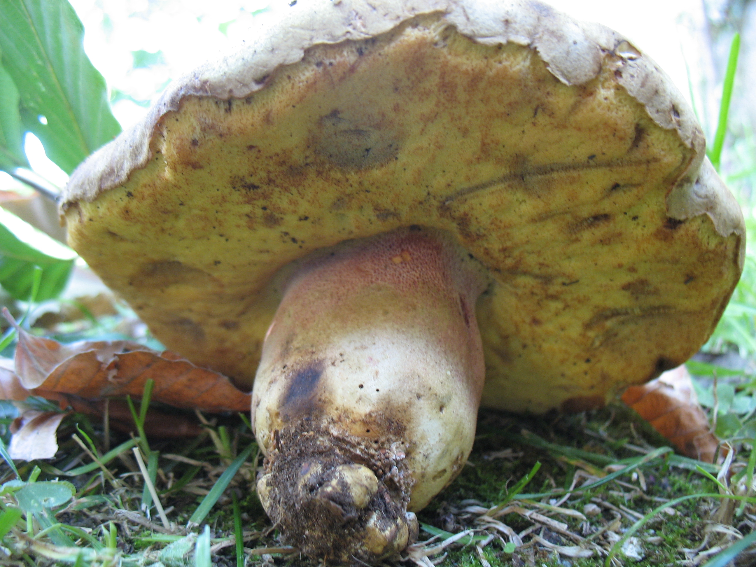 Boletus fechtneri Velen. = B.pallescens Konrad