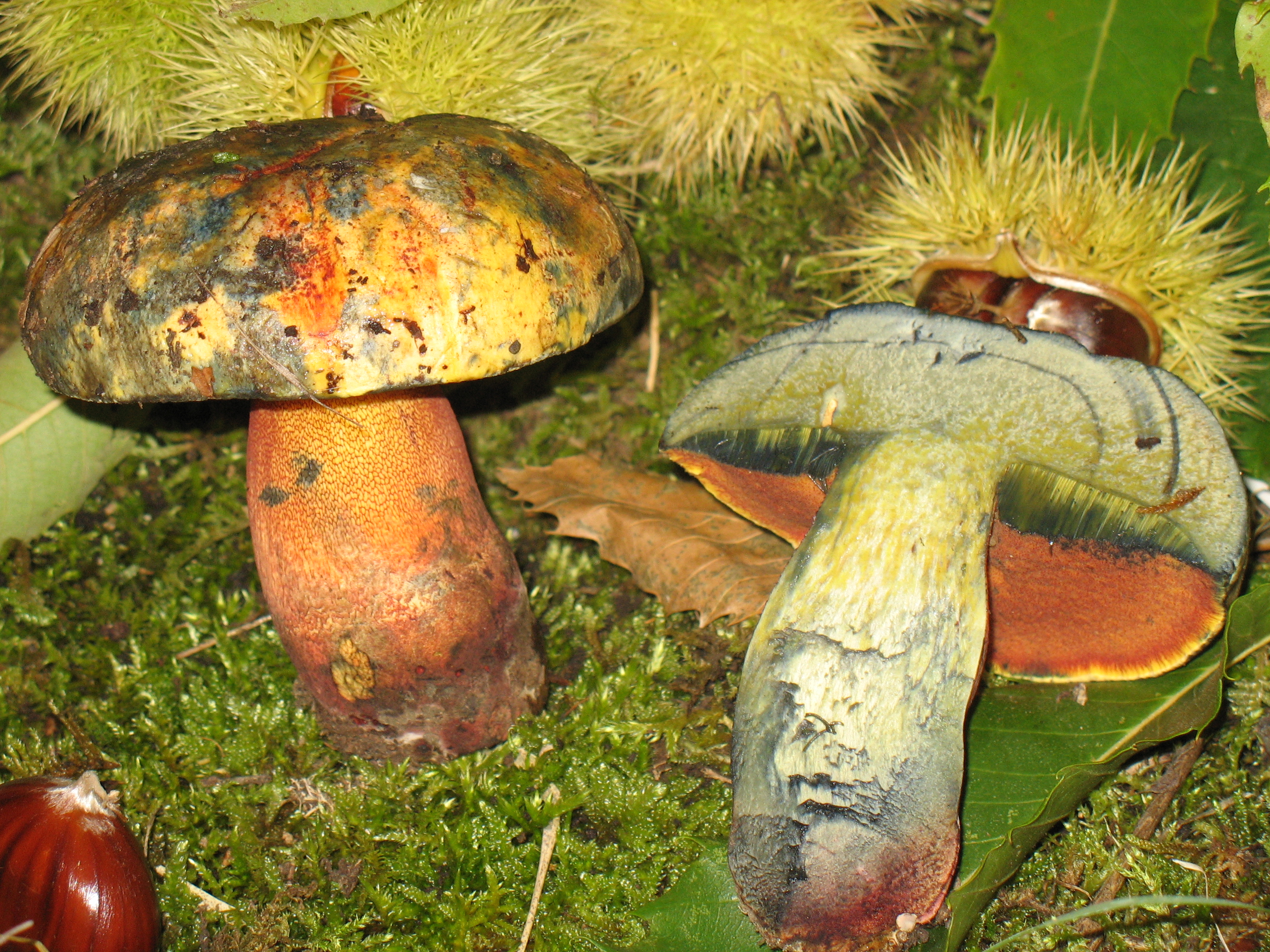 Boletus luteocupreus Bertèa e Estades
