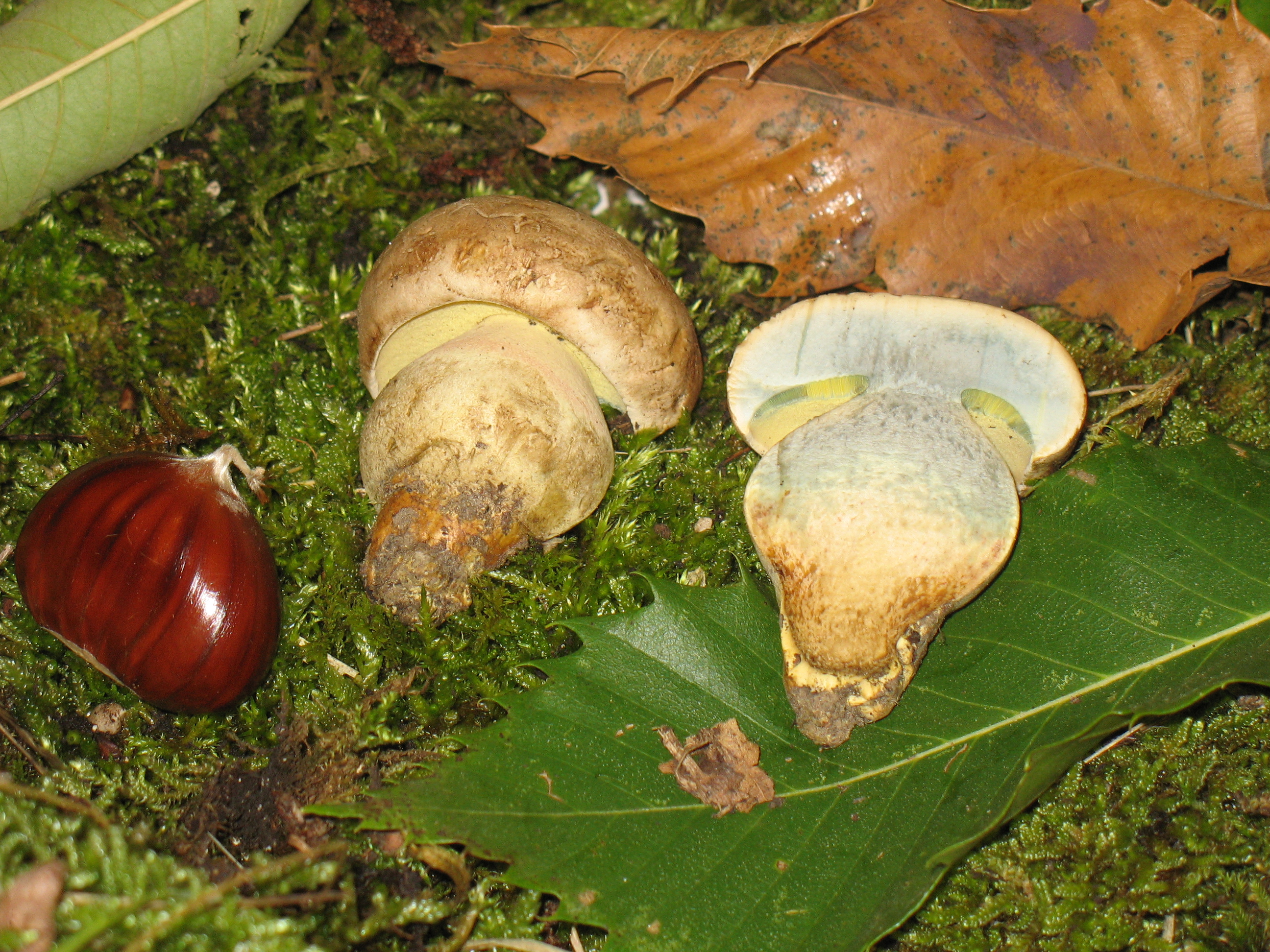 Boletus radicans Pers. = B.albidus Roques