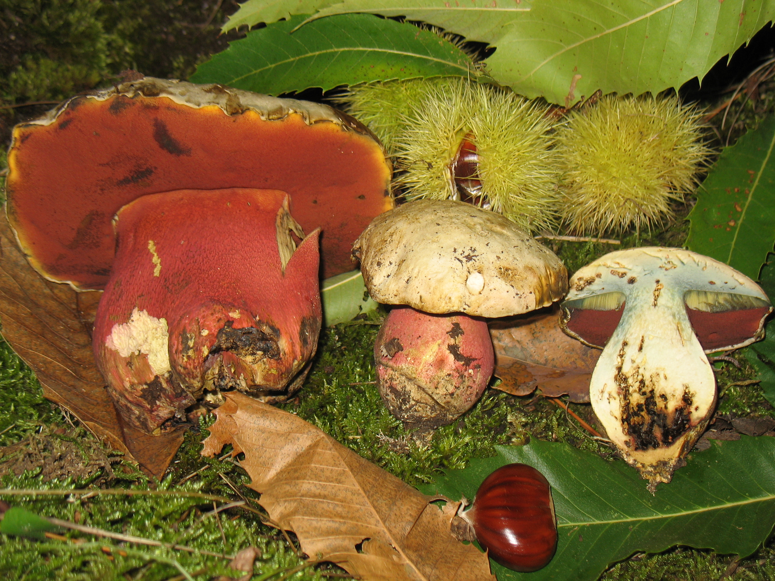 Boletus satanas Lenz.