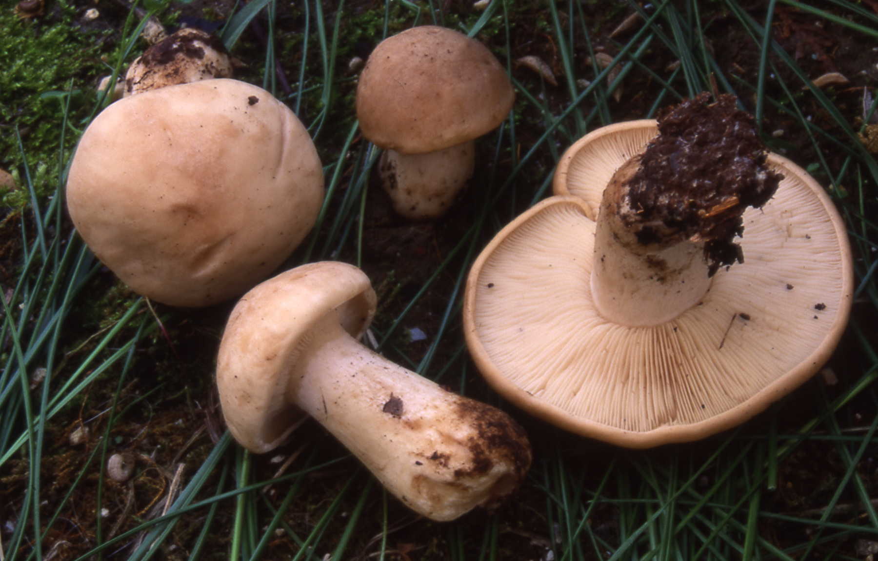 Calocybe gambosa (Fr.) Donk = Tricholoma georgii Quel.