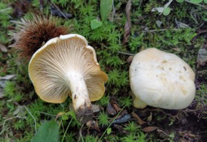 Cantharellus cibarius (1)