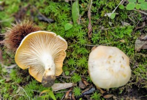 Cantharellus cibarius (2)