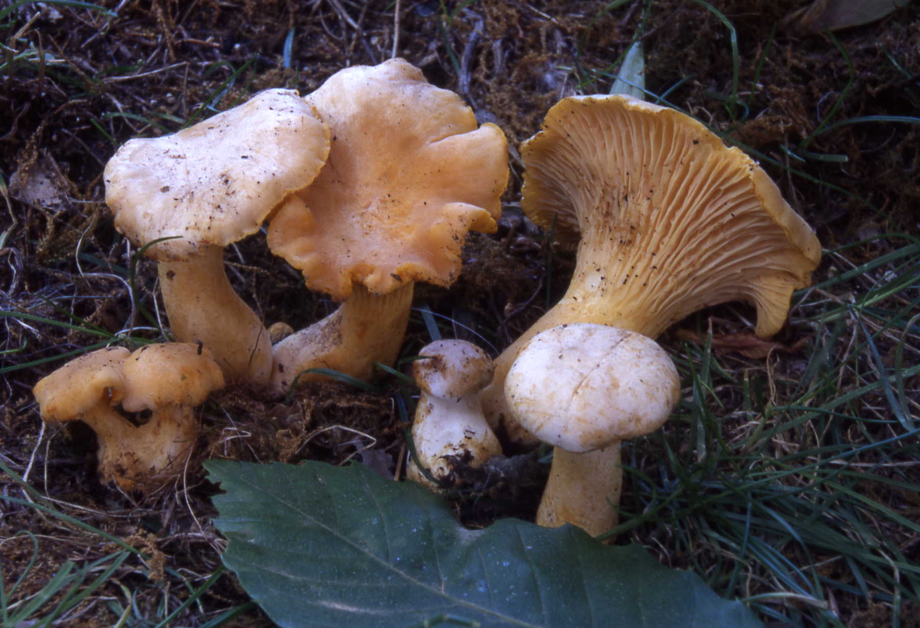 Cantharellus pallens Pilat – C.subpruinosus Eyssart. e Buyck –