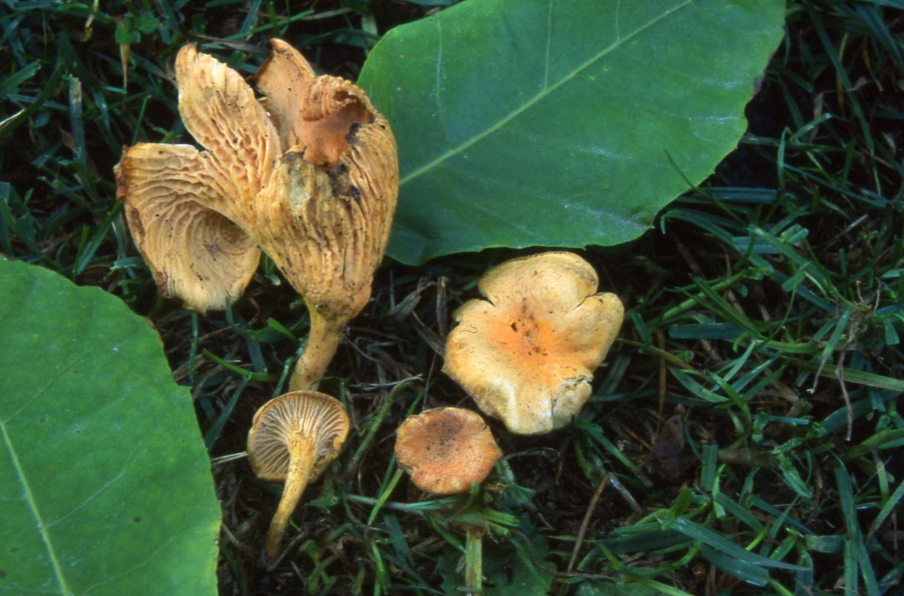 Cantharellus friesii Quél.
