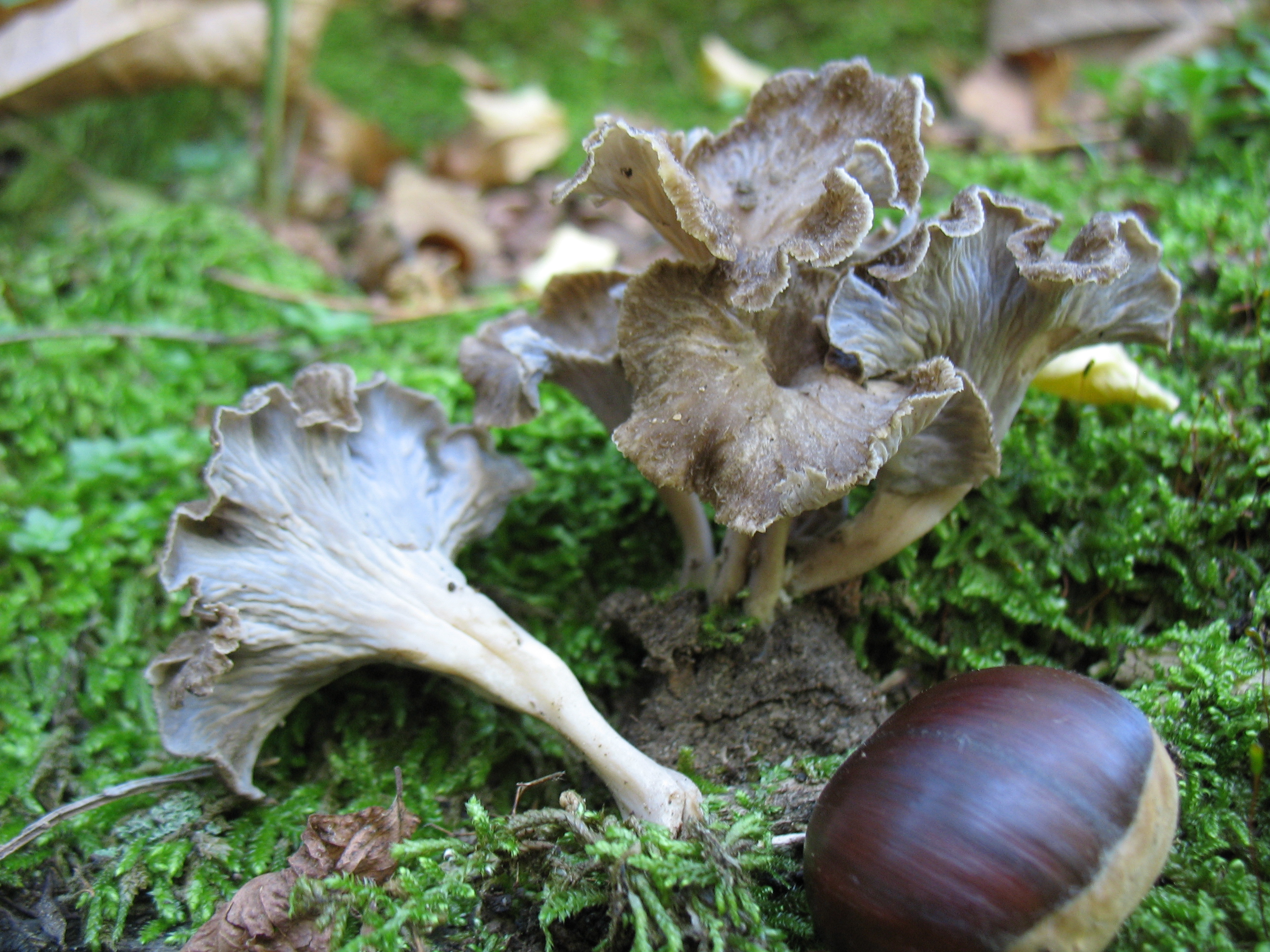 Craterellus sinuosus (Fr.:Fr.) Fr. = Cantharellus sinuosus (Fr.) Reid