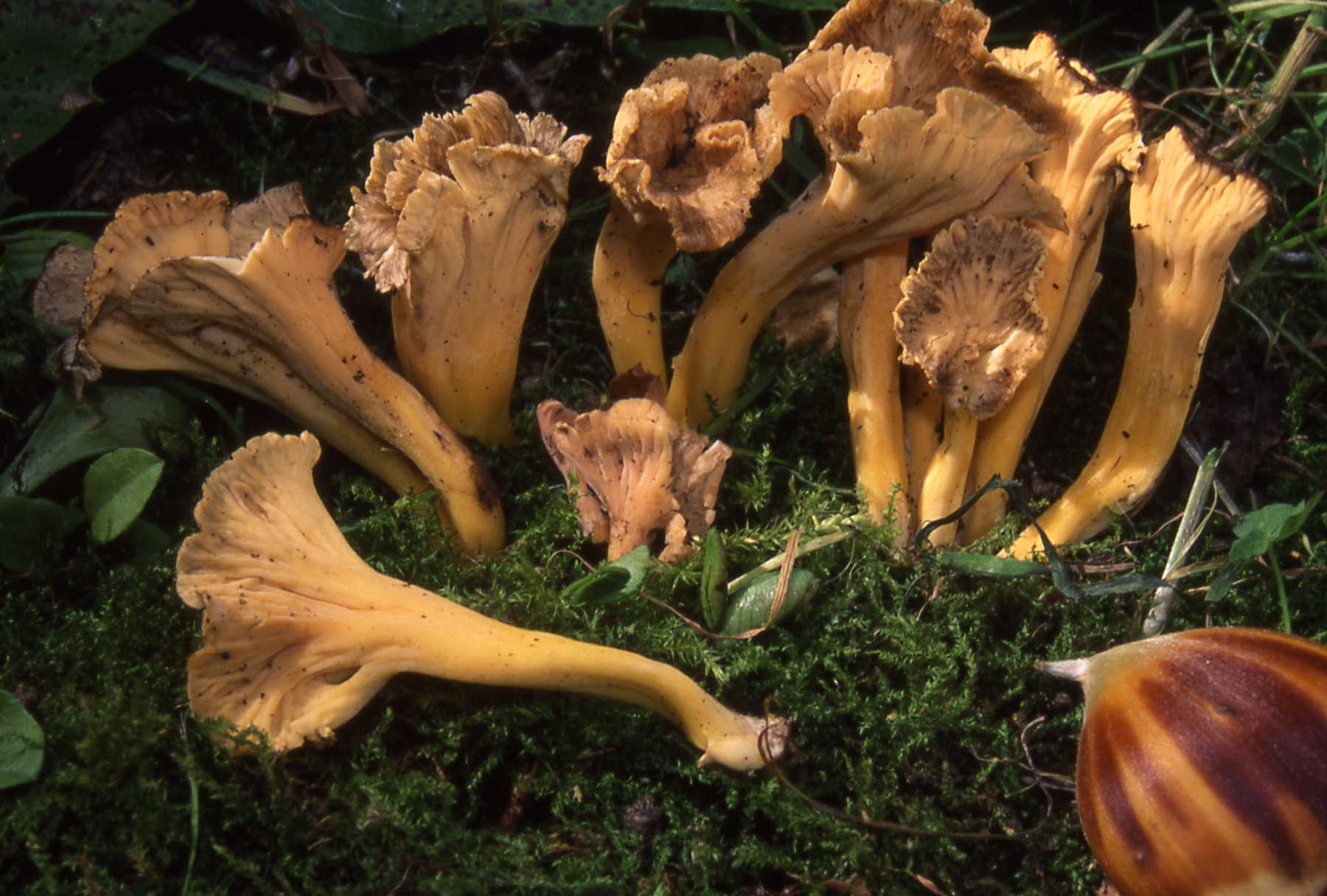 Craterellus tubaeformis (Bull.: Fr.) Quél. = Cantharellus tubeiformis Bull.: Fr.