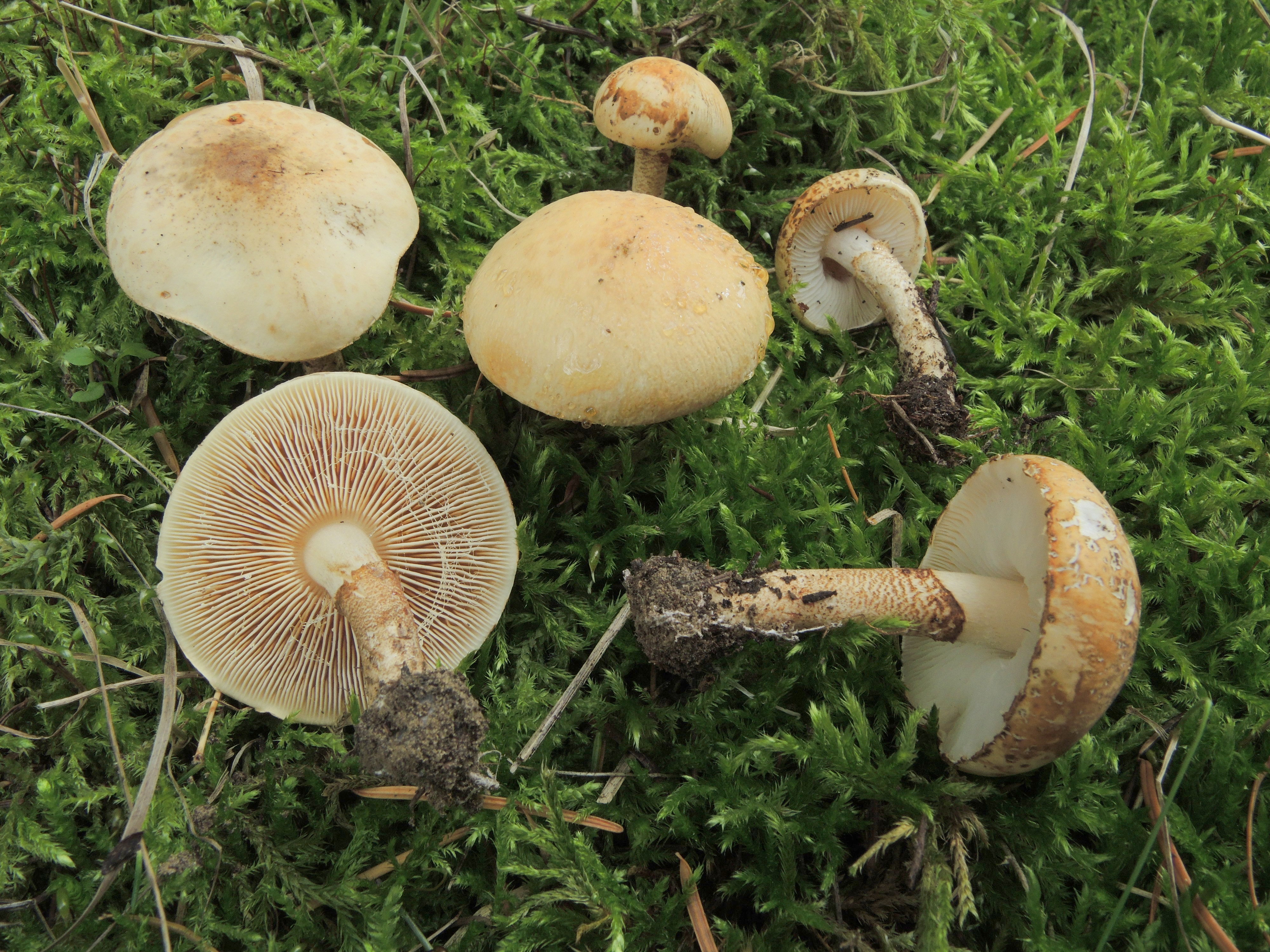 Chamaemyces fracidus (Fr.) Donk = Lepiota irrorata Quél. ; Lepiotella irrorata (Quél.) Singer –