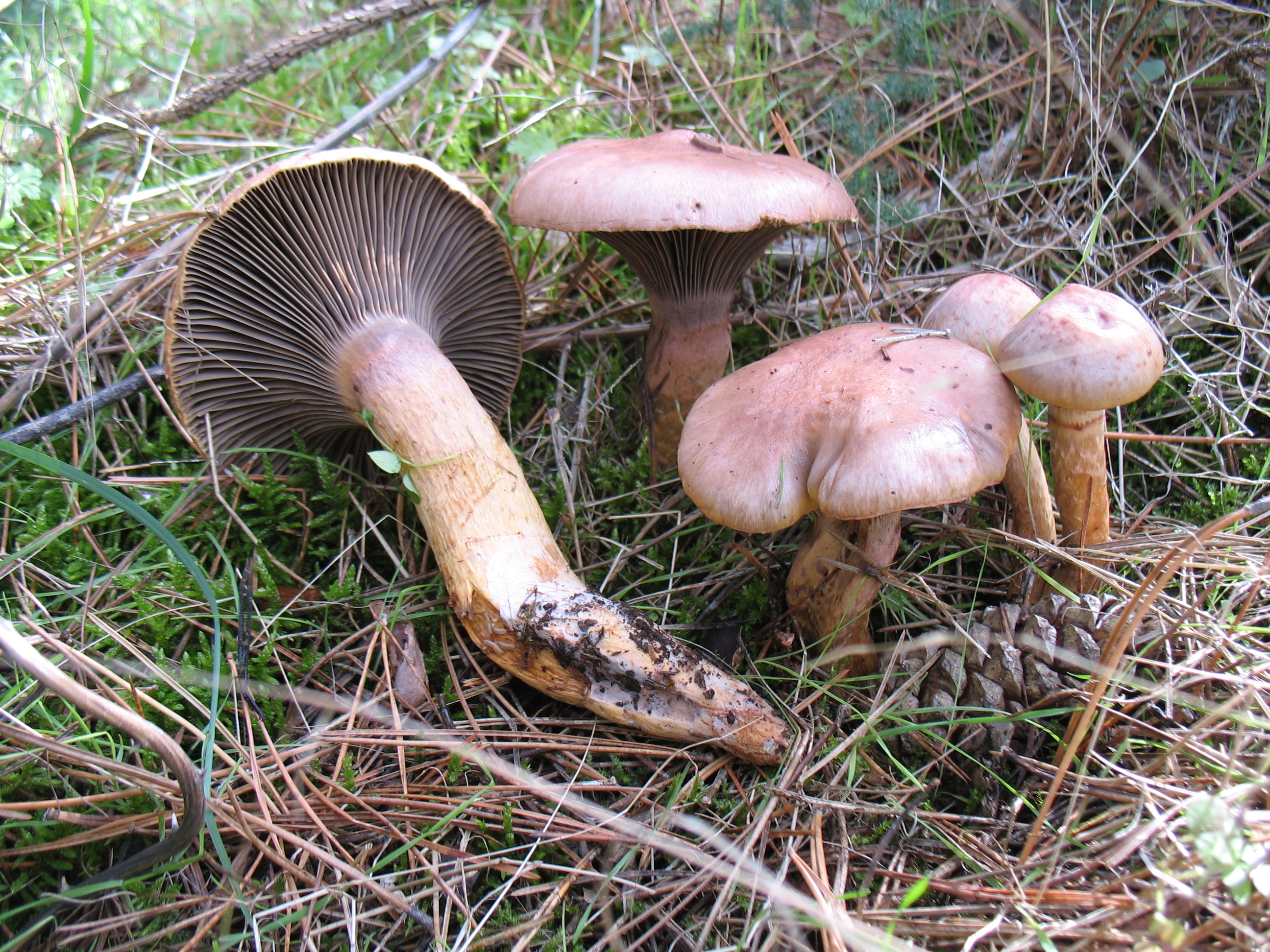 Chroogomphus rutilus (Schaeff.) O.K.Mill. = C.viscidus (L.) Fr.