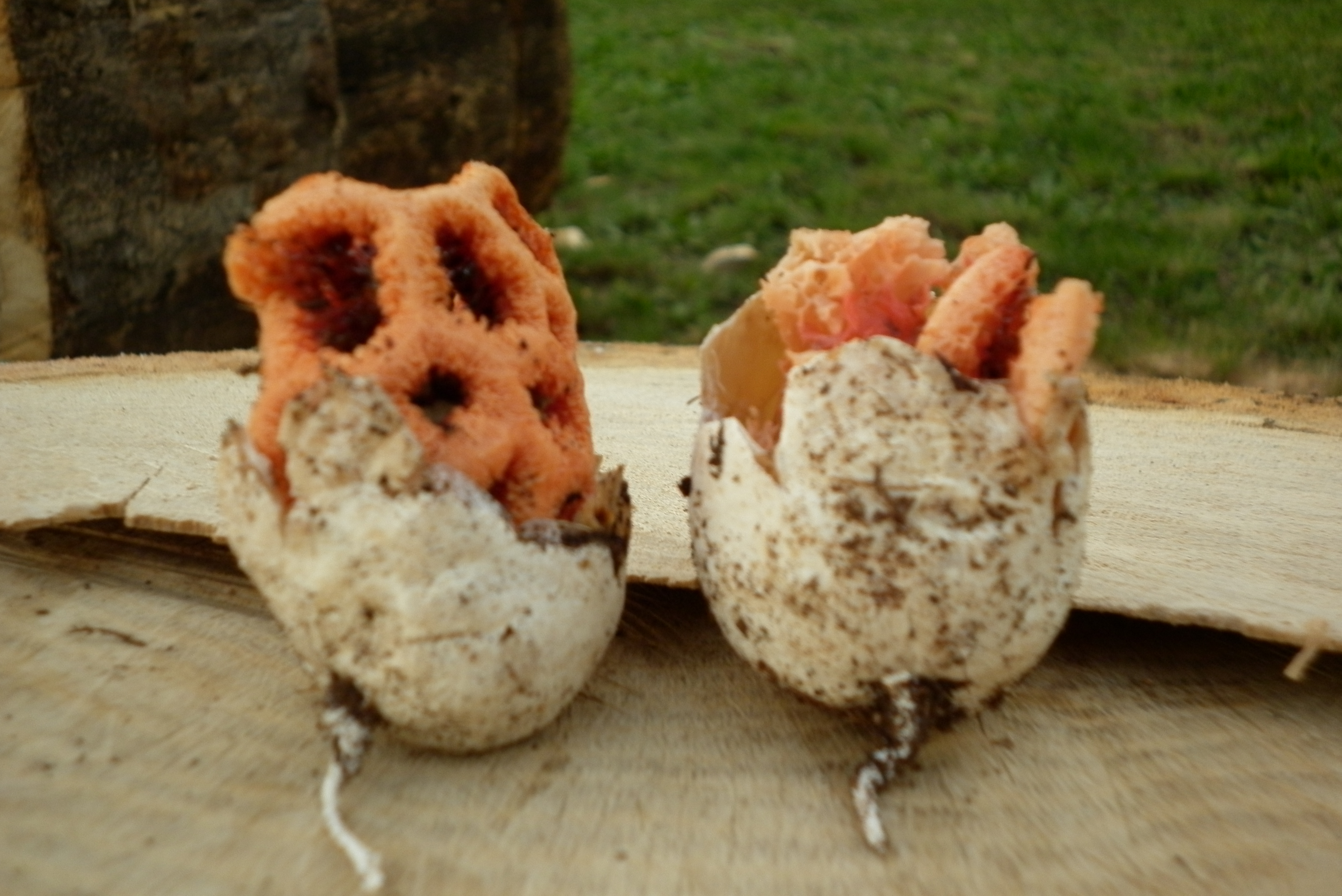 Clathrus ruber Mich. Pers. = C. cancellatus L.
