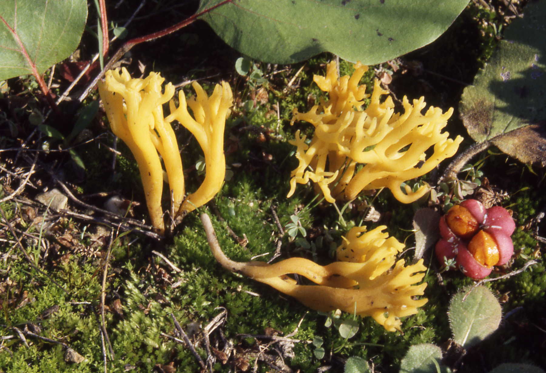 Clavulinopsis corniculata