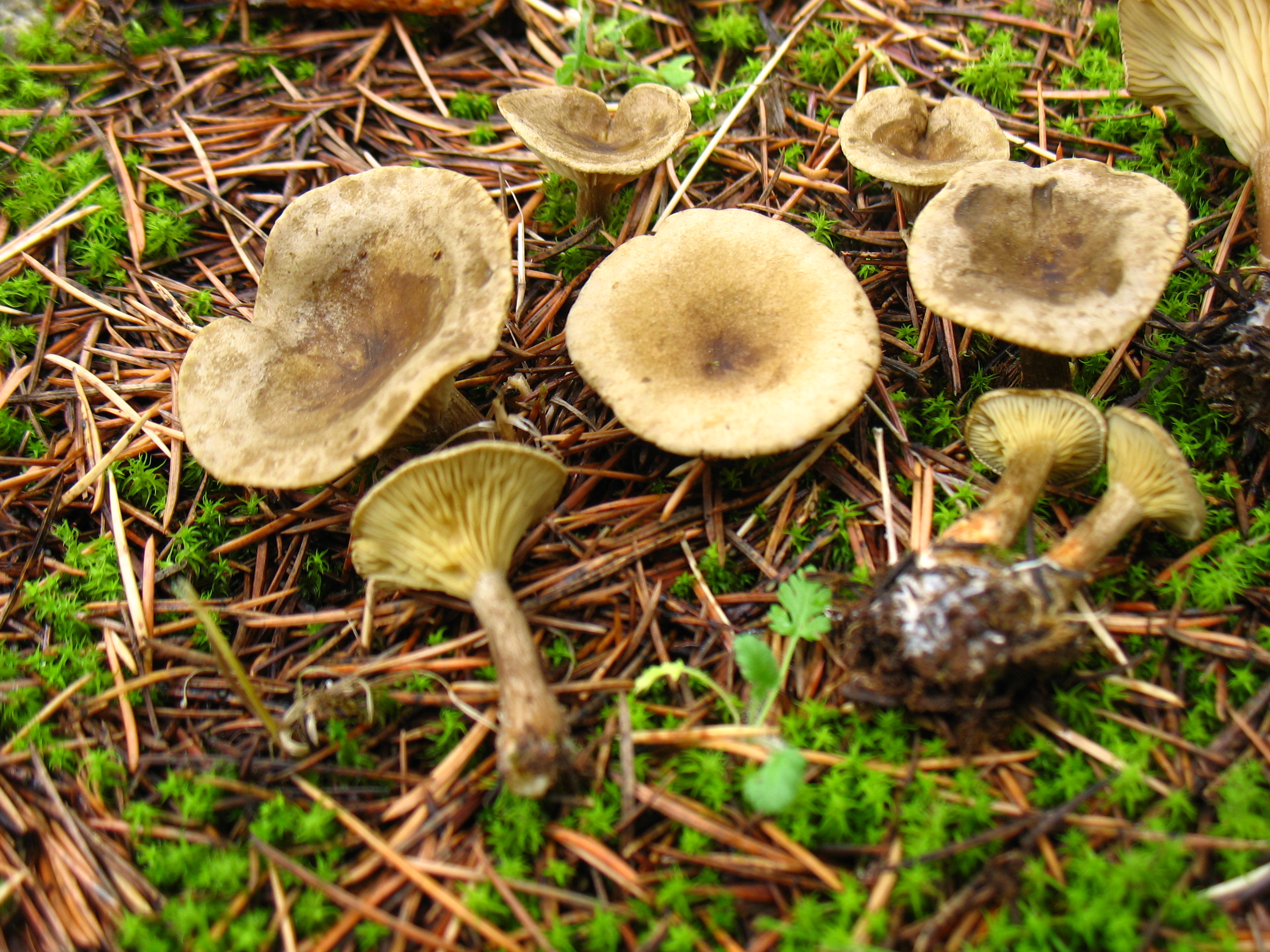 Clitocybe alkaliviolascens Bellù