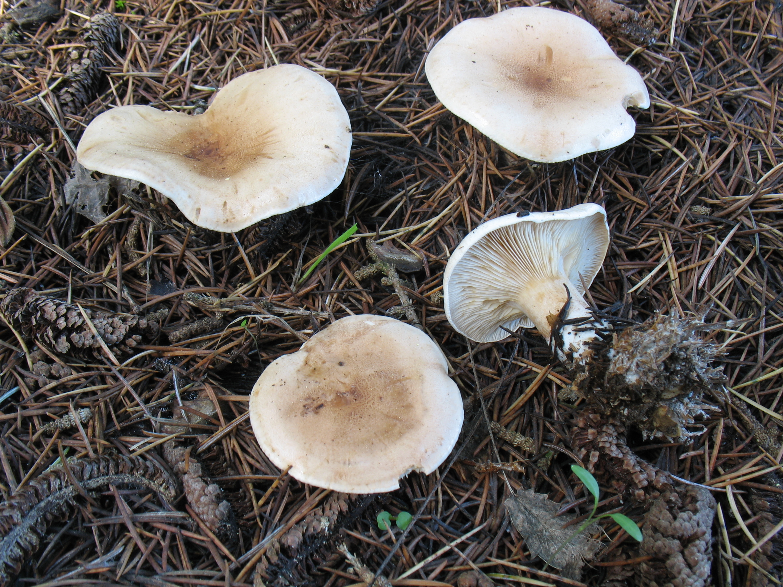 Clitocybe amoenolens Malençon