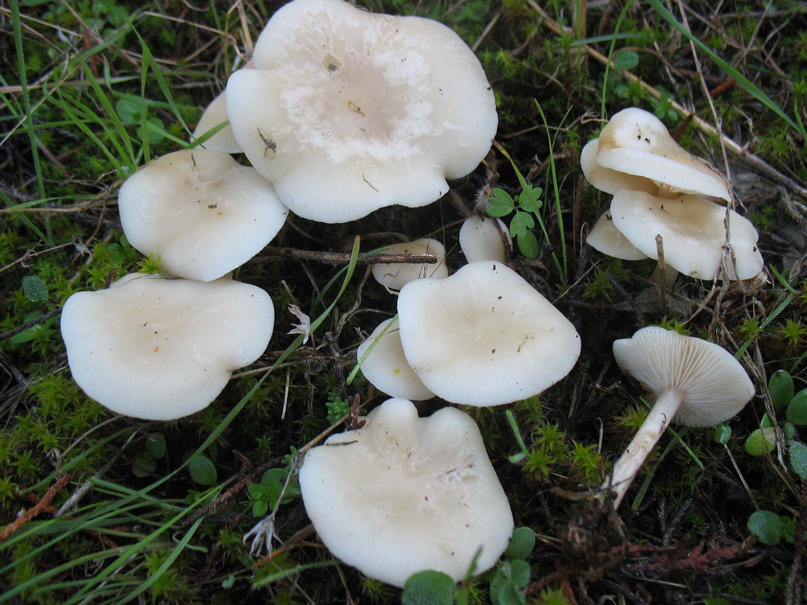 Clitocybe candicans (Pers.: Fr) P. Kumm.= C. gallinacea (Scop.) Gillet
