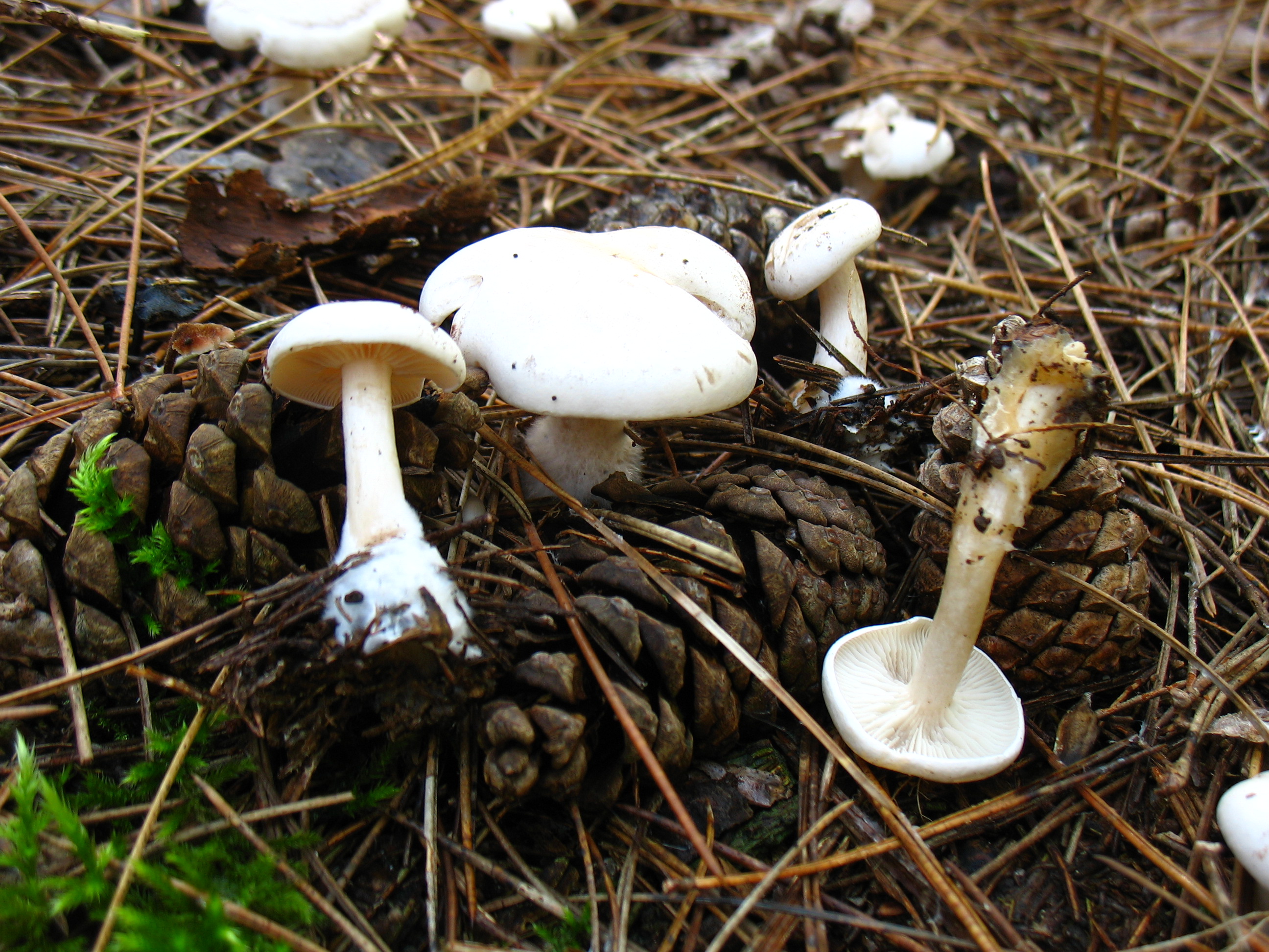 Clitocybe pithiophyla (Secr.) Gill.