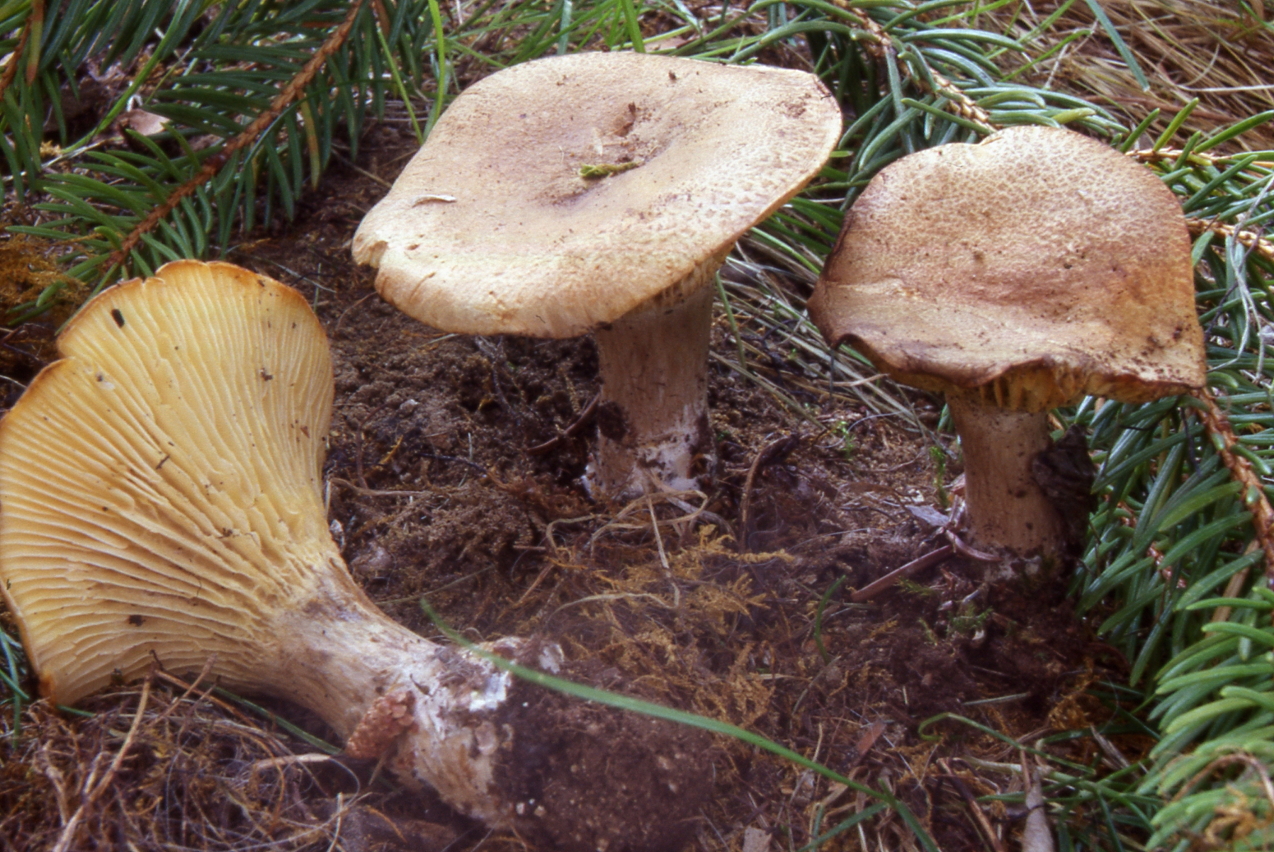 Clitocybe clavipes (Pers. Fr,) Kumm