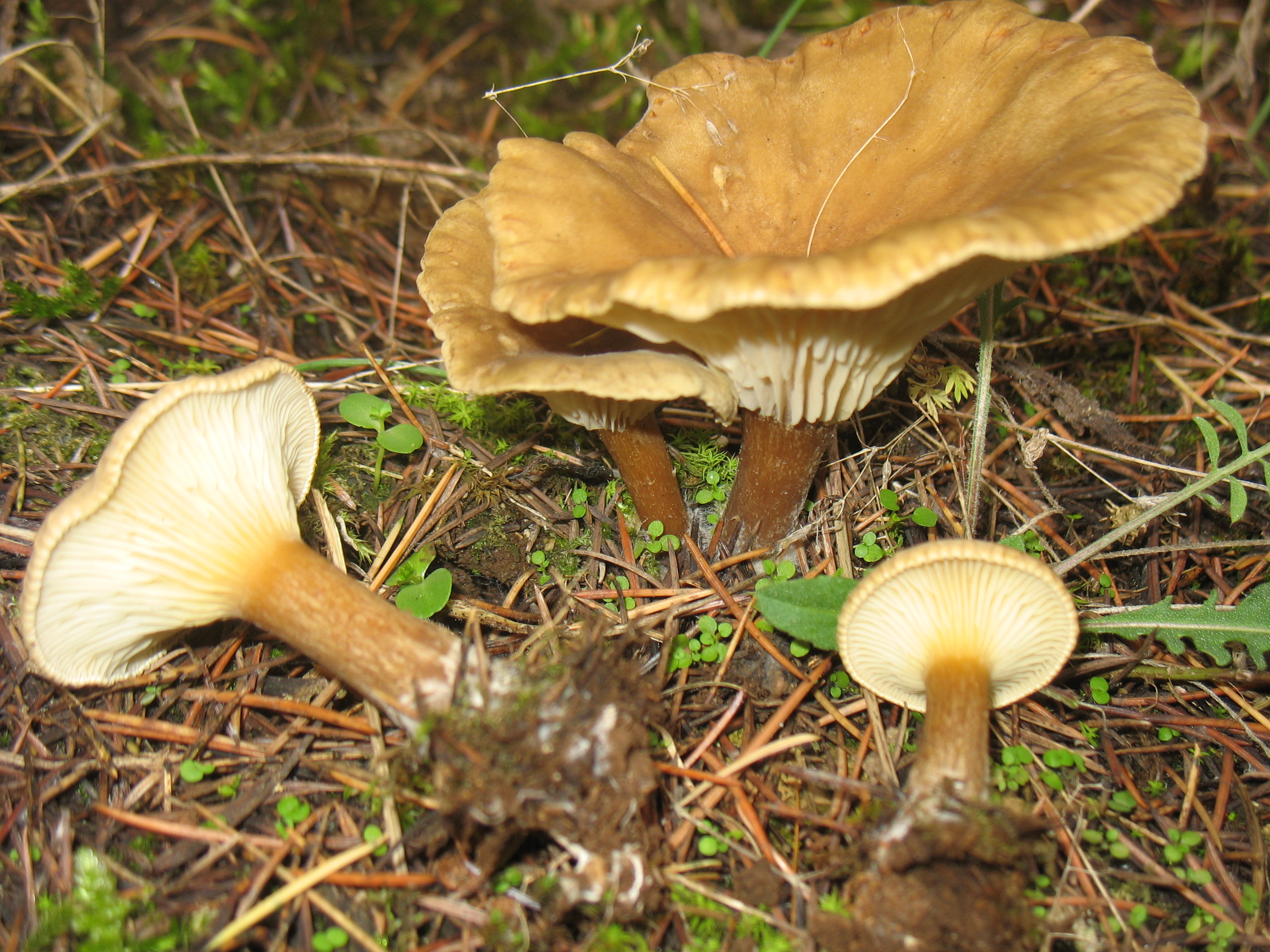 Infundibulicybe costata (kùhner & Romagn.) Harmaja=Clitocybe costata Kuhner et Rmagn.