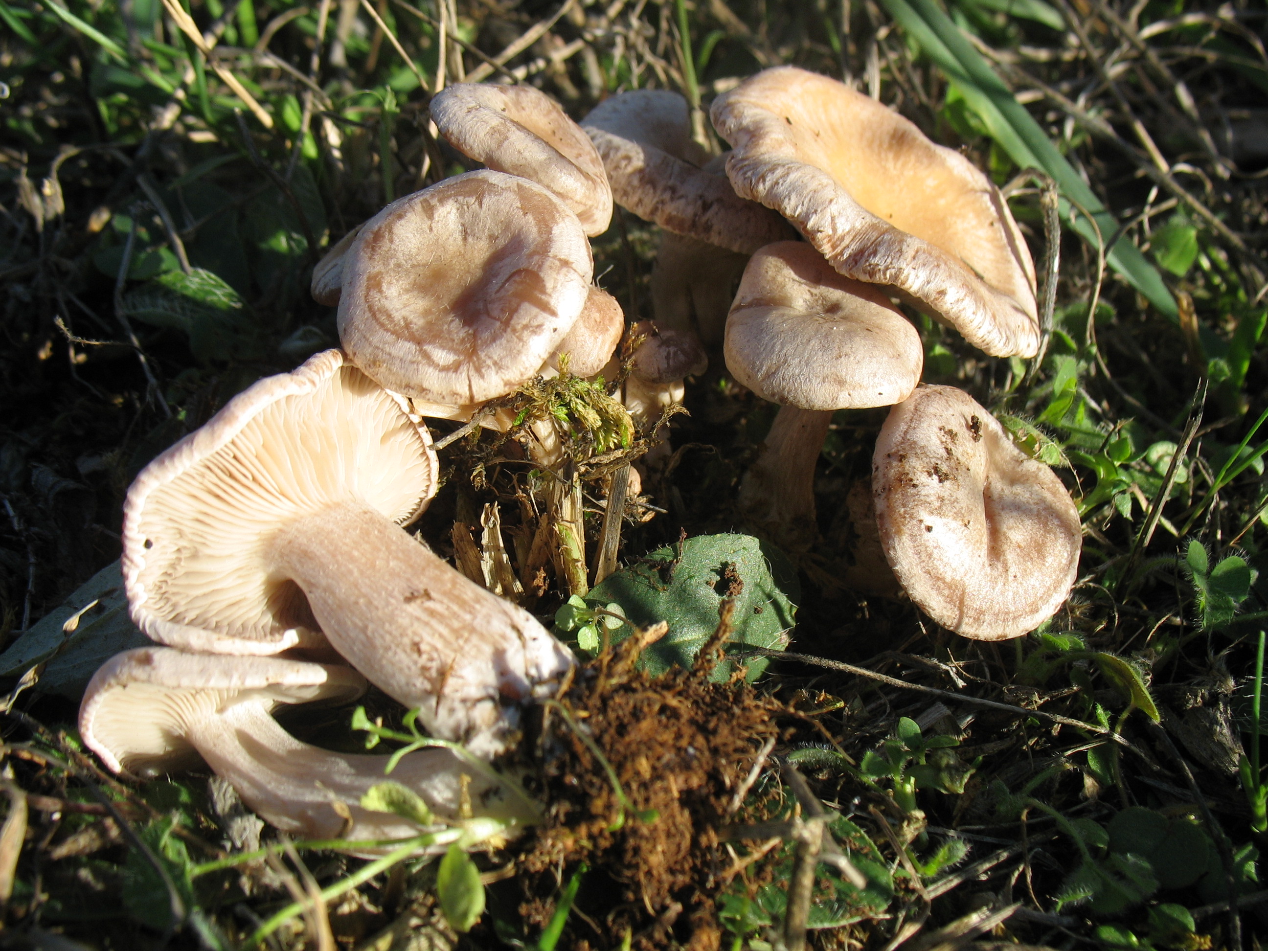 Clitocybe rivulosa Fr.